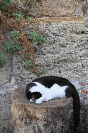 cat at restの写真素材