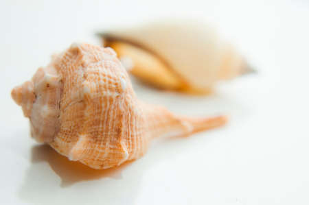 Shells