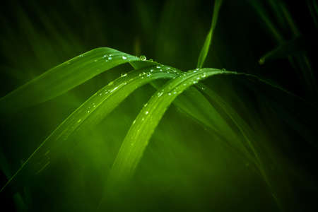 A view of leafes of grass in the garden. Arounded by a soft focusの写真素材