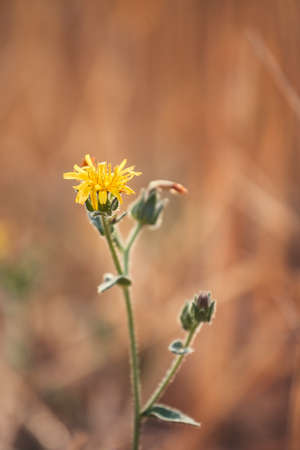 A view of beautiful flowers in the garden. Arounded by grass. Park. Soft focusの写真素材