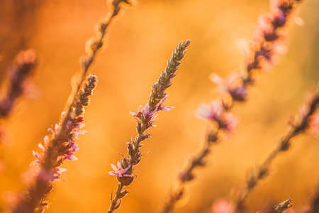 A view of beautiful flowers in the garden. Arounded by grass. Park. Soft focusの写真素材