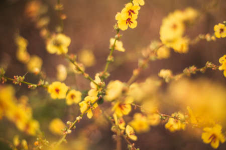 A view of beautiful flowers in the garden. Arounded by grass. Park. Soft focusの写真素材