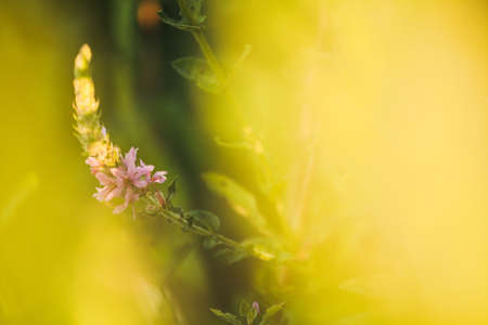 A view of beautiful flowers in the garden. Arounded by grass. Park. Soft focusの写真素材