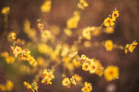 A view of beautiful flowers in the garden. Arounded by grass. Park. Soft focusの写真素材