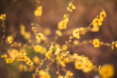 A view of beautiful flowers in the garden. Arounded by grass. Park. Soft focusの写真素材