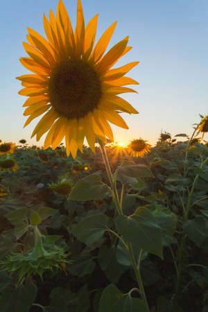 A view of sunflowers in a field near the farmの写真素材