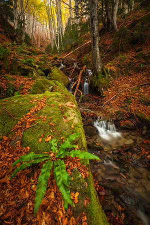 A view of some little falls in the forest somewhere in Bosco della Morricana, Abruzzo, Italyの写真素材