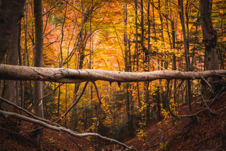 The beautiful pathway to arrive to the Morricana Falls arounded by an autumn theme in Abruzzo, Italyの写真素材