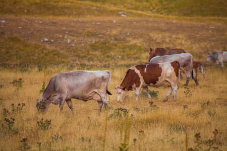 A view of a group of horses in the valley of Campo Imperatore, Abruzzoの写真素材