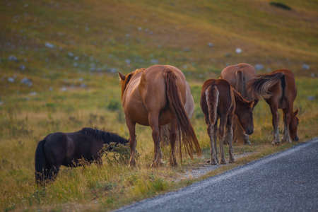 A view of a group of horses in the valley of Campo Imperatore, Abruzzoの写真素材