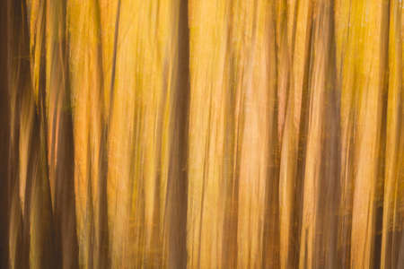 Artistic view of trees taken with slow shutter speed in the forest somewhere in the Bosco della Morricana, Abruzzo, Italyの写真素材