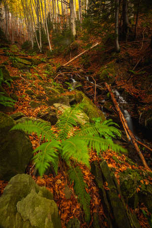 A view of some little falls in the forest somewhere in Bosco della Morricana, Abruzzo, Italyの写真素材