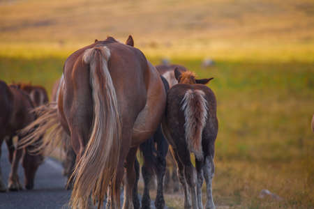 A view of a group of horses in the valley of Campo Imperatore, Abruzzoの写真素材