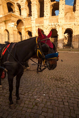 Horses carriage in front of the Colosseum, Rome, Italyの写真素材