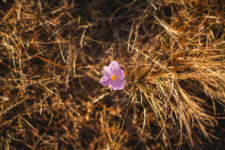 Flowers in Pian Grande, Castelluccio di Norcia, Umbria, Italy