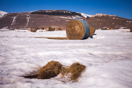Some hay bales in the snow in Pian grande and Mount Vettore in the background, Castelluccio di...