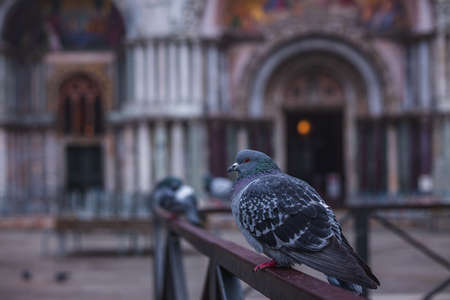 A pigeon in Saint Mark's Square, Venice, Italyの写真素材