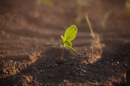 Small seedlings grow in the newly cultivated soilの写真素材