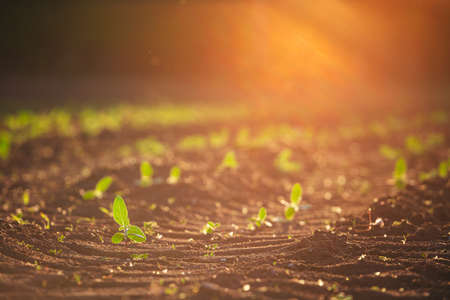 Small seedlings grow in the newly cultivated soilの写真素材
