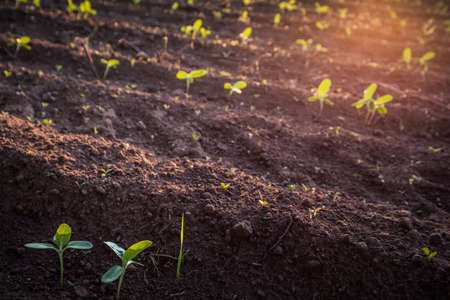 Small seedlings grow in the newly cultivated soilの写真素材