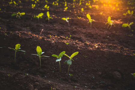 Small seedlings grow in the newly cultivated soilの写真素材