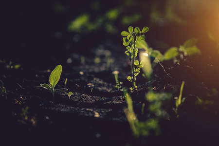 Small seedlings grow in the newly cultivated soilの写真素材