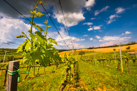 Vineyard on the Tuscany hills during spring season in Val d'Orciaの写真素材