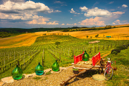 Vineyard on the Tuscany hills during spring season in Val d'Orciaの写真素材