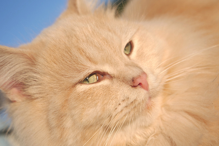 cat staring outの写真素材