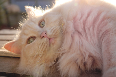 cat staring outの写真素材