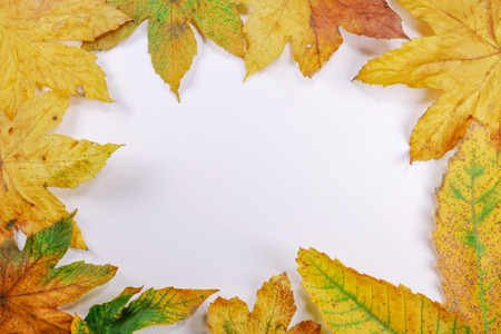 chestnut hedgehog top viewの写真素材