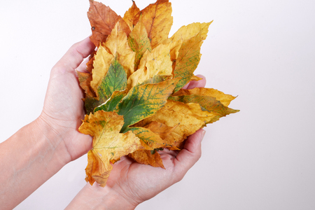 Autumn leavesの写真素材