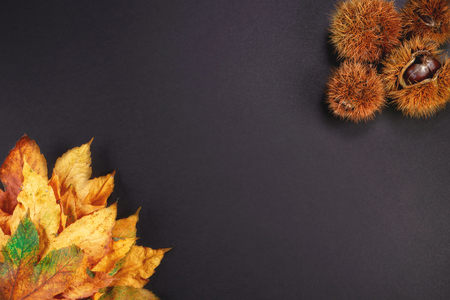 chestnut hedgehog top viewの写真素材