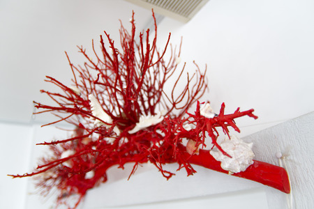 red decorative coralの写真素材