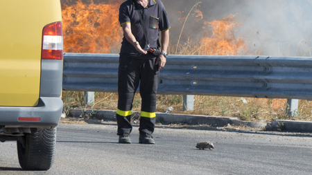a fireman stopping a car to help a hedgehog to cross the street during a fire in the country. a real example of respect for lifeの写真素材