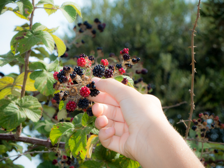 blackberries collection in summerの写真素材