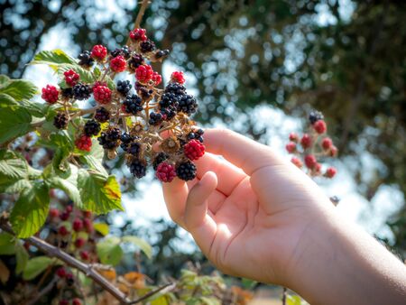 blackberries collection in summerの写真素材