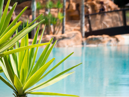 a lillte palm into an acquapark in the south of italyの写真素材