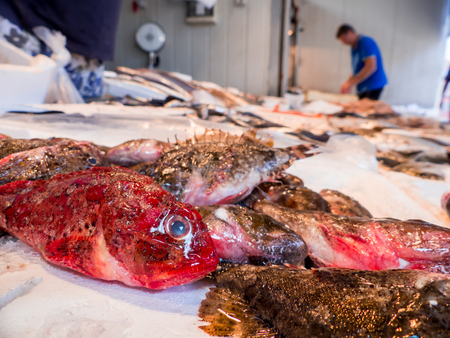 fresh Fish on the fishpond benchの写真素材