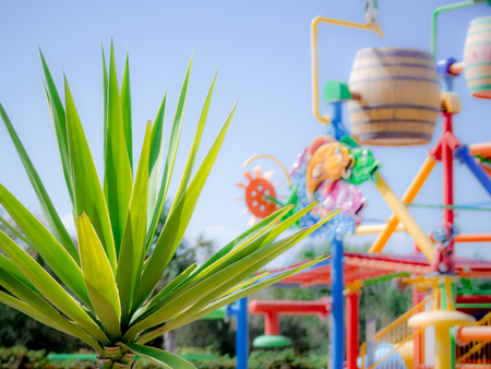a lillte palm into an acquapark in the south of italy on a background with a water gameの写真素材