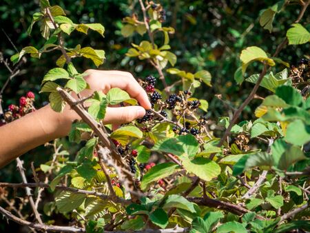 blackberries collection in summerの写真素材