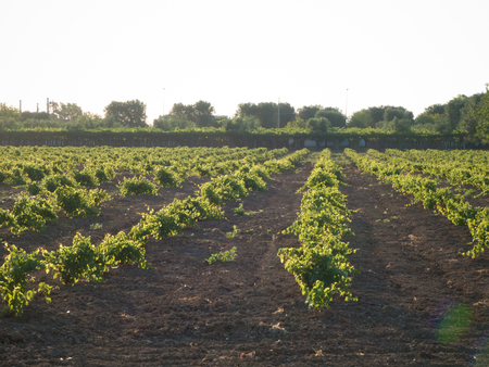 a grape plantation in an italian country in julyの写真素材