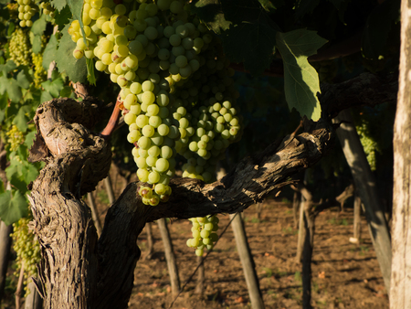 a grape plantation in an italian country in julyの写真素材