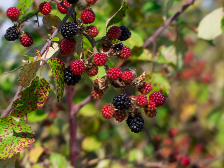 a branch of blackberries in the countryの写真素材