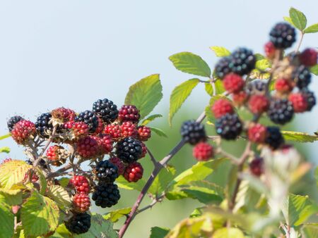 a branch of blackberries in the countryの写真素材