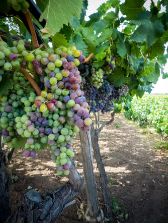 a grape plantation in an italian country in julyの写真素材