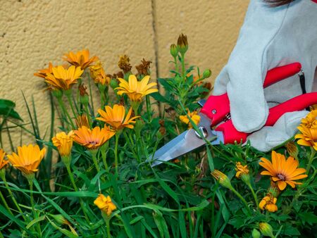 Gardening actions at home. an hand with a glove cutting some flowersの写真素材