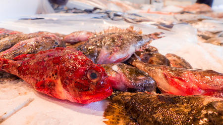 fresh Fish on the fishpond benchの写真素材