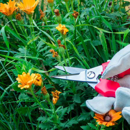 Gardening actions at home. an hand with a glove cutting some flowersの写真素材