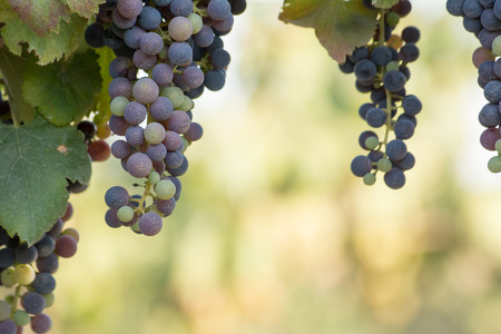 italian wine grapes in a hot summer day in the south of italy